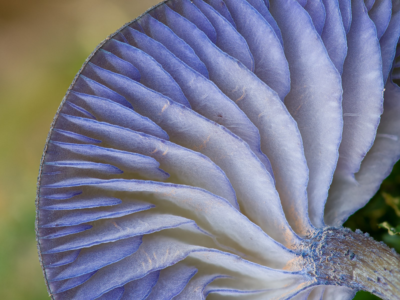 Entoloma euchroum